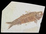 Knightia Fossil Fish - Wyoming #71020-1